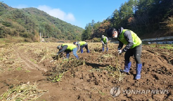 코로나19 사태에 따른 경기침체로 농림·어업 취업자 수가 증가했다는 분석이 나왔다.      19일 고용노동부 산하 한국고용정보원의 '농림·어업 취업자 동향과 특성' 보고서에 따르